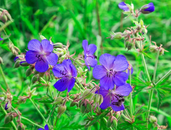 Blommor Geranium, äng — Stockfoto
