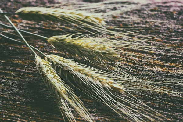 Orejas de trigo, primer plano — Foto de Stock