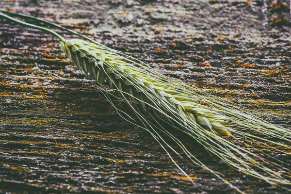 Uši pšenice, detail — Stock fotografie