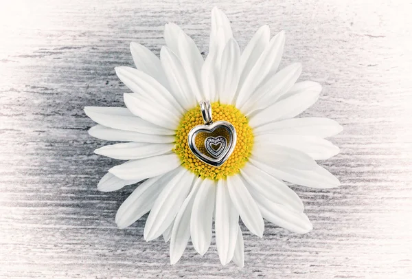 Kolye - kalp ve papatya çiçeği — Stok fotoğraf