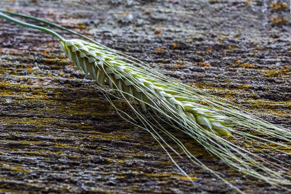 Уши пшеницы, крупным планом — стоковое фото