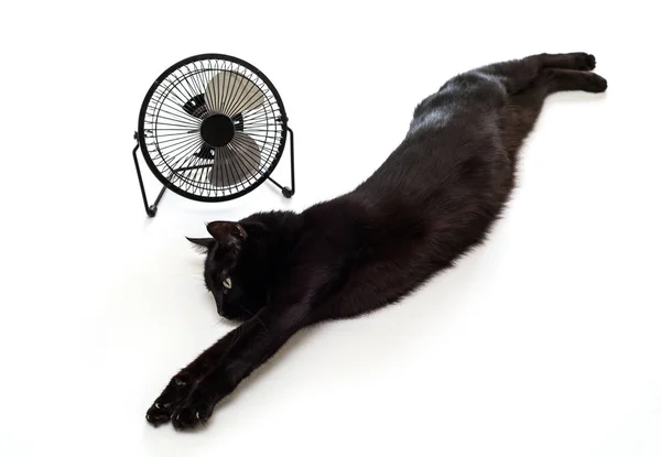 Fan and black cat — Stock Photo, Image
