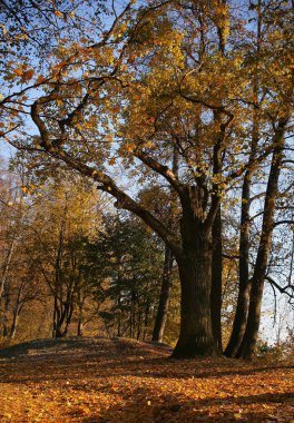 Minsk, Loshitsa Parkı