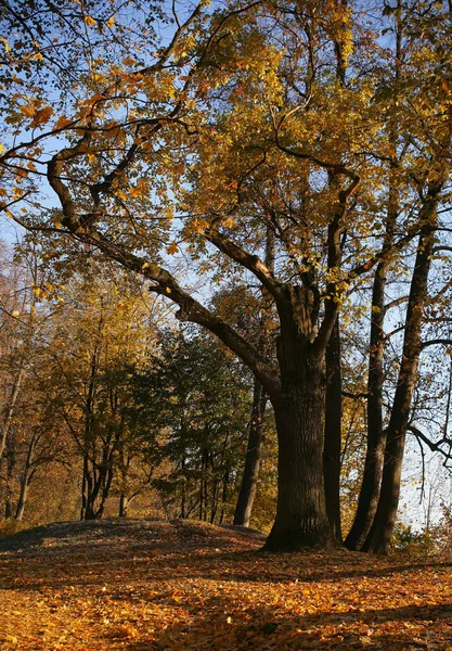 Minsk, Loshitsa Parkı