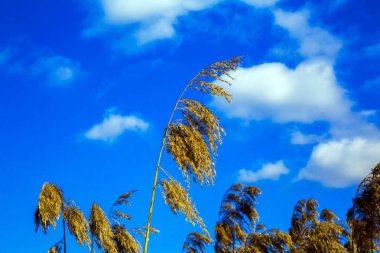 gökyüzüne karşı kuru reed