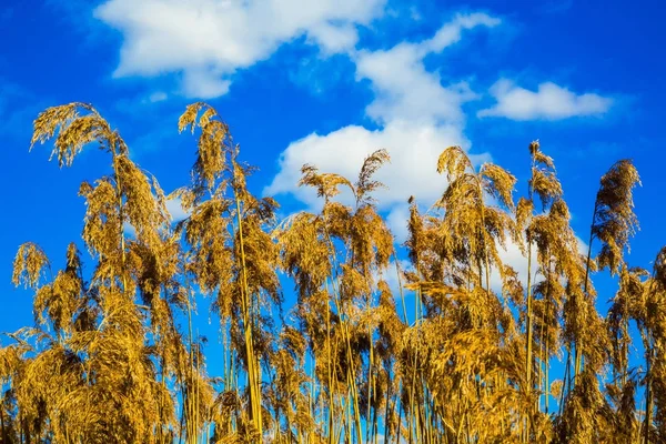 Суха тростина на небі — стокове фото