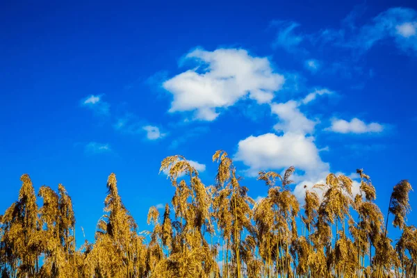 Суха тростина на небі — стокове фото