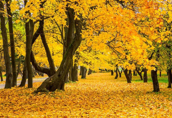 公園の黄金の秋 — ストック写真