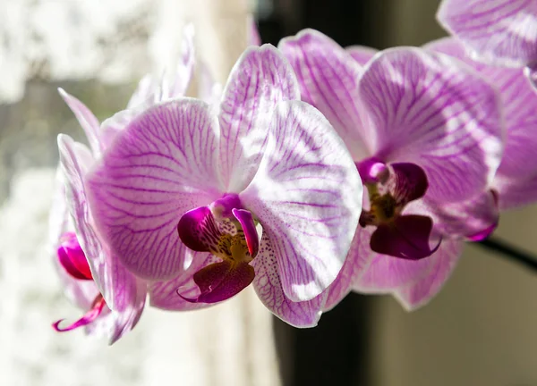 Flor orquídeas lila — Foto de Stock