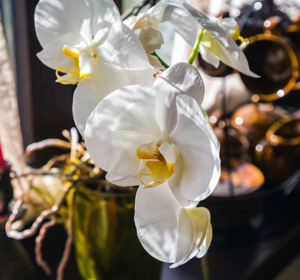 Orchidee bianche floreali — Foto Stock