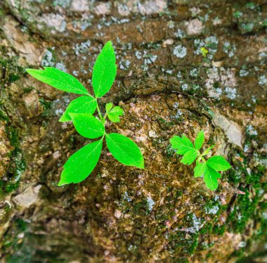 bir ağaç'ın genç yapraklarda