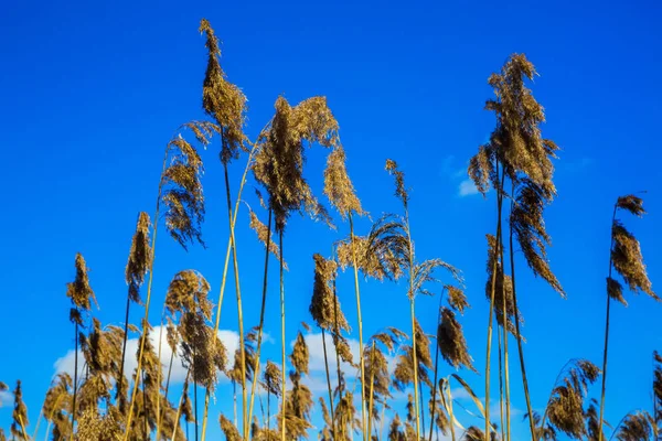 Droge reed tegen de hemel — Stockfoto