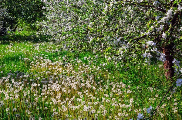 Floraison des pommiers au printemps — Photo