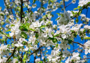 Yeni gelişen bir elma ağacının dalını