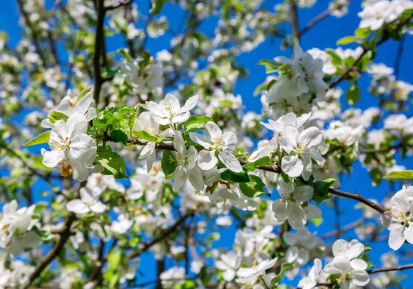 Yeni gelişen bir elma ağacının dalını