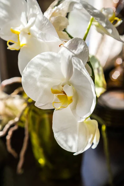 Orquídeas brancas florais — Fotografia de Stock