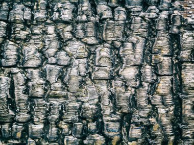 Ahşap yakın çekim yandı