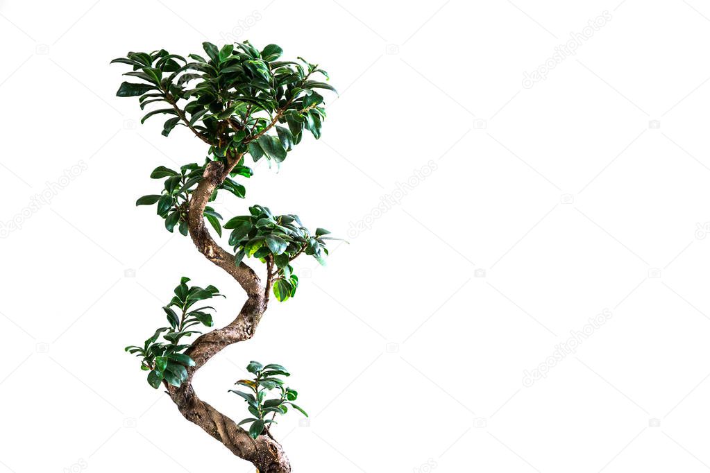 Bansay tree on a white background
