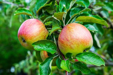 Olgun kırmızı elmalar bir elma dalına yakın çekim yaparlar. Meyve toplama..