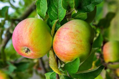 Olgun kırmızı elmalar bir elma dalına yakın çekim yaparlar. Meyve toplama.