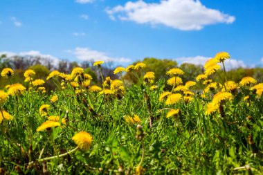Güneşli bir günde çiçek açan karahindibalar. (Taraxacum officinale) Vahşi şifalı bitkiler..