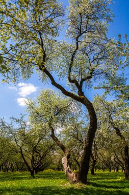 Şehir parkında bahar manzarası. Çiçekli beyaz çiçekli bir elma bahçesi. İlkbaharda çiçek açar. Eski malikane parkı. Minsk, Belarus