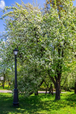 Şehir parkında bahar manzarası. Çiçekli beyaz çiçekli bir elma bahçesi. İlkbaharda çiçek açar. Eski malikane parkı. Minsk, Belaru