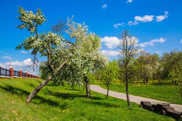 Paesaggio Primaverile Nel Parco Cittadino Meleto Fiorito Con Fiori Bianchi — Foto Stock