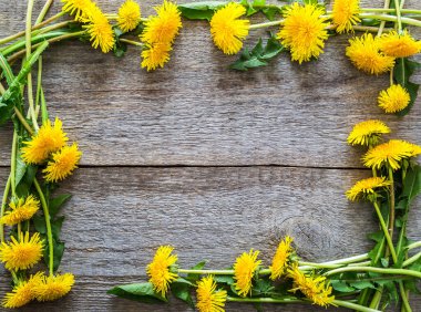 Karahindibanın arkaplan resmi ahşap bir arka planda yakın plandadır. Eski ahşap bir yüzey. Kapak, ekran koruyucu. Şifalı bitki..