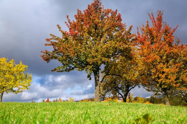 Cidade Paisagem Outono Árvores Com Belas Folhas Amarelas City Park — Fotografia de Stock