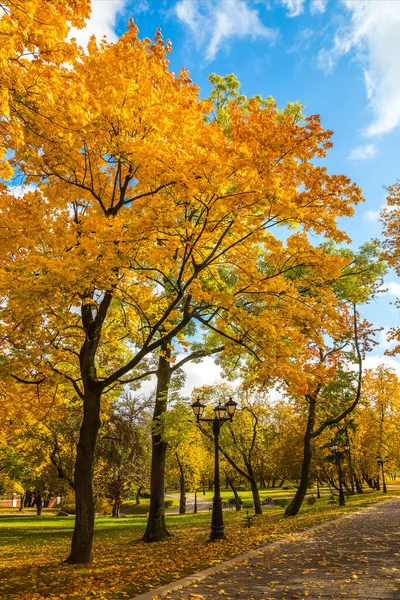 Güzel sarı yaprakları olan ağaçlardan oluşan sonbahar manzarası. Şehir Parkı. Loschitsky Park, Old Manor, Minsk, Belarus, Golden Autum