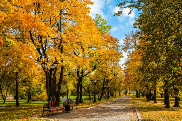 Miejski Jesienny Krajobraz Drzew Pięknymi Żółtymi Liśćmi Park Miejski Loschitsky — Zdjęcie stockowe