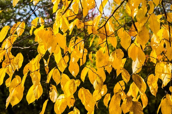 ロスチャイツキー公園の美しい黄色の葉と秋の木の終わり 旧マナー ミンスク ベラルーシ 黄金の秋 — ストック写真