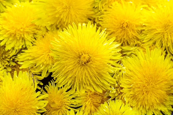 Pozadí Obraz Kvetoucích Pampelišek Zblízka Taraxacum Officinale Divoká Léčivá Bylina — Stock fotografie