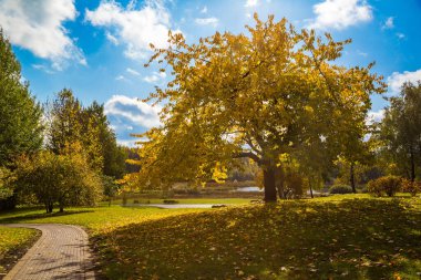 Güzel sarı yaprakları olan ağaçlardan oluşan sonbahar manzarası. Şehir Parkı. Loschitsky Park, Old Manor, Minsk, Belarus, Altın Sonbahar