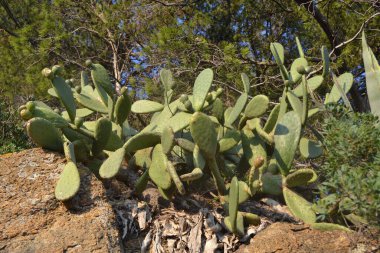 Bir kayanın üzerinde büyüyen büyük kaktüsler..