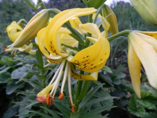 花园开满鲜花美丽的花朵 — 图库照片