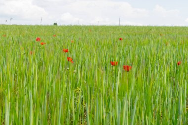 İlkbahar buğday tarlalarıyla başlar