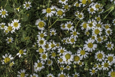 İlkbaharda ormandaki nehir