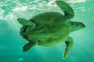 Deniz kaplumbağası yüzeye yakın yüzüyor.