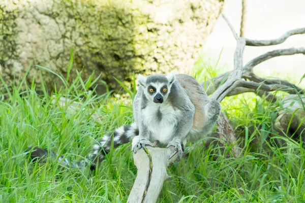 lemur resting on tree branch