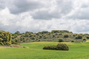 Öğleden sonra yeşil ilkbahar çayırı