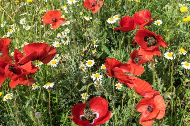 Arka plan olarak gelincik çiçeği
