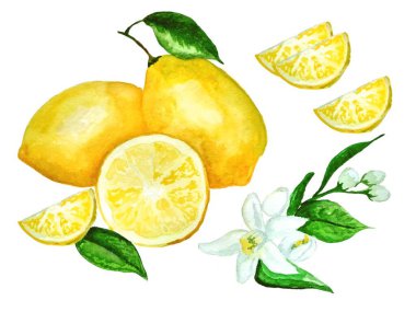 Limonun suluboya çizimi ve bileşenleri.
