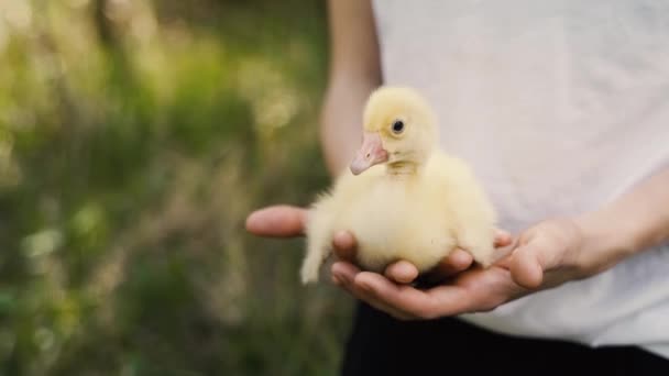 A small yellow duckling sits in the arms of a young woman in the woods — Stock Video