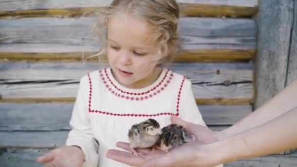 Ein kleines Mädchen und Perlhuhn-Küken in den Händen ihrer Mutter — Stockvideo