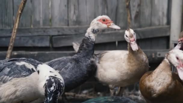 Raça patos cor incomum na fazenda, pássaros decorativos, animais de estimação — Vídeo de Stock