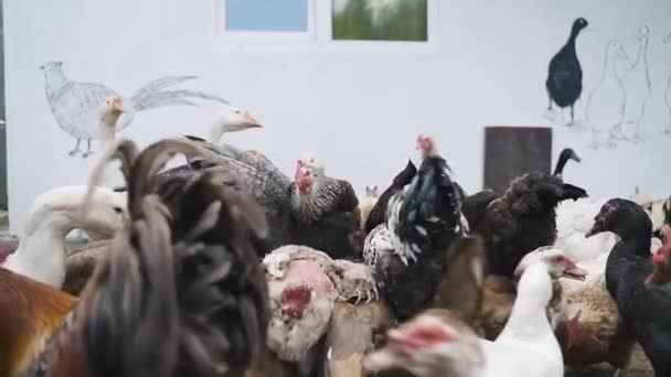 Muchas aves de corral de raza pura comen alimentos. pollo, patos, gansos en la granja — Vídeos de Stock