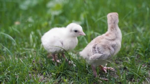 Kleine Hühner im Gras auf einem umweltfreundlichen Bauernhof — Stockvideo