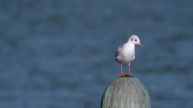 Beyaz bir martı mavi suyun arka planında oturur ve etrafına bakar. Yakın plan. Bokeh. Yüksek kaliteli görüntüler